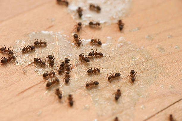 Wildlife Control Services in Bridgewater, VA