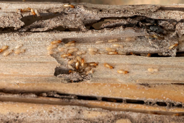 Best Emergency Pest Control  in Bridgewater, VA